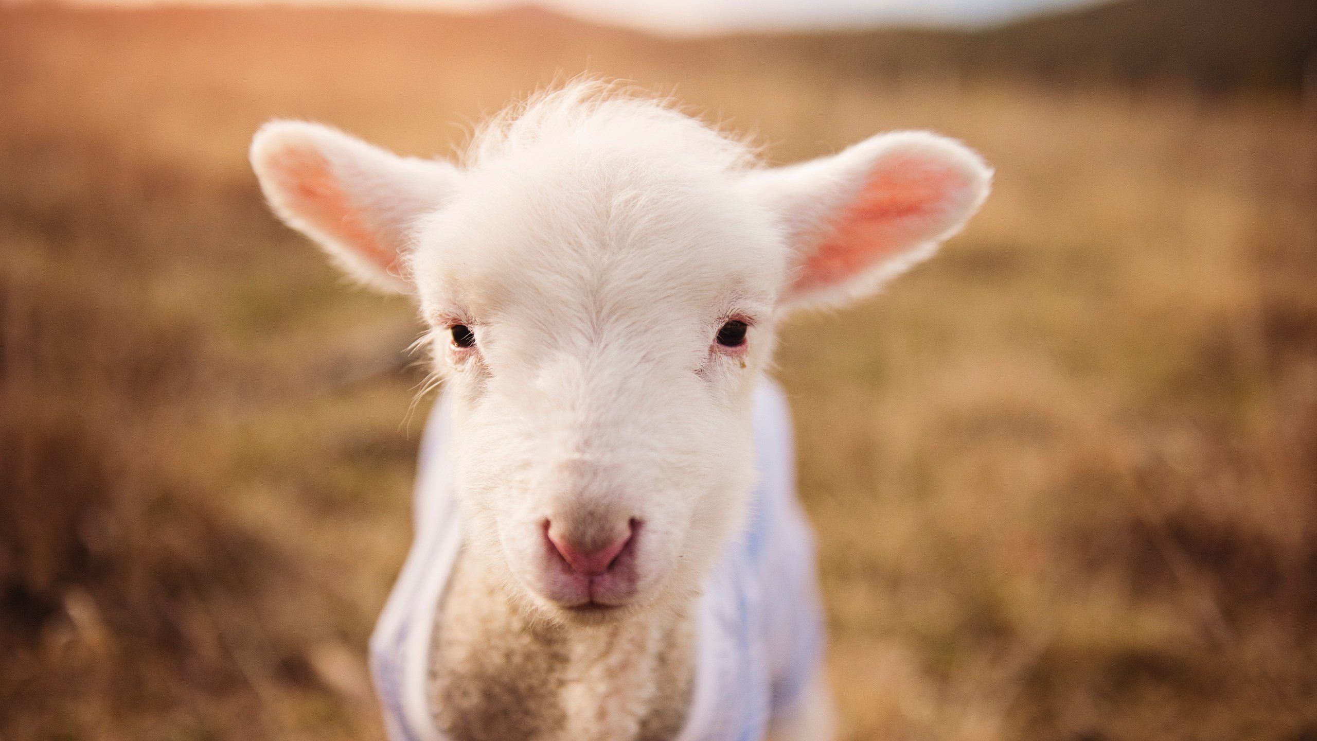 匈牙利游泳与水球双项目力度并重,竞技层面全面发展,匈牙利最受欢迎的运动