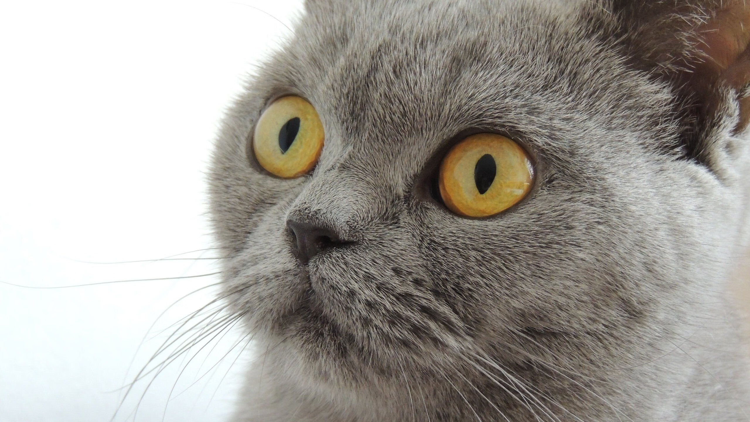 国字号球队设置心理战训练增强比赛抗压能力