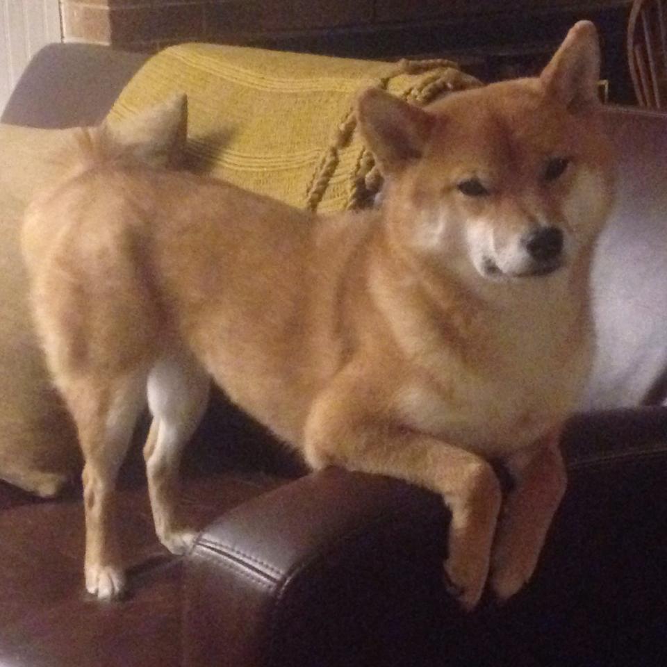 国际足联推动女子足球扩大基础设施建设,普及率显著提升,女子足球联赛