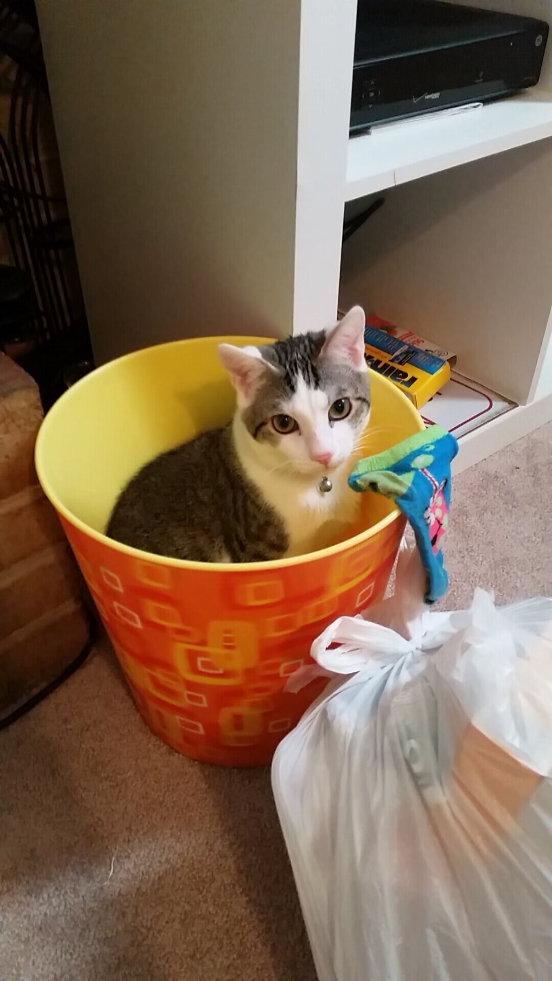 Leyu Sport登录入口-波尔曼全能表现助袋鼠队在橄榄球锦标赛中屡屡制胜