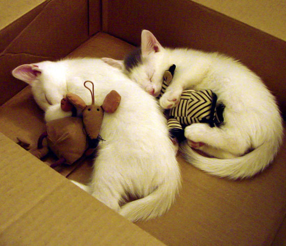 澳大利亚袋鼠队:橄榄球冠军锦标赛的战术灵活性,袋鼠澳大利亚度百科