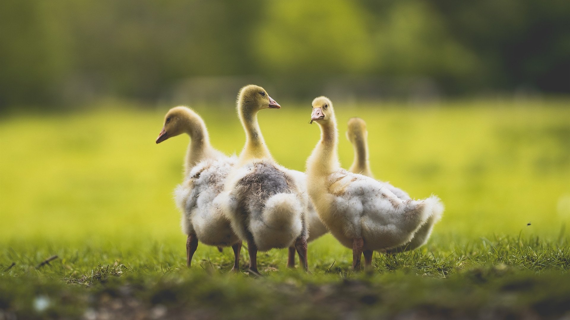 篮球联赛攻防节奏成为教练研究重点,篮球攻防训练