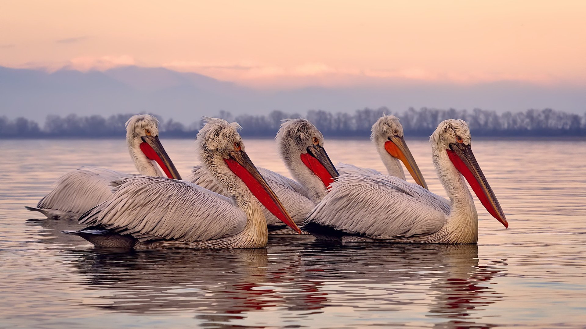 乐鱼体育平台app下载-西甲狂潮来袭：技术与战术结合的盛宴，西甲榜首大战