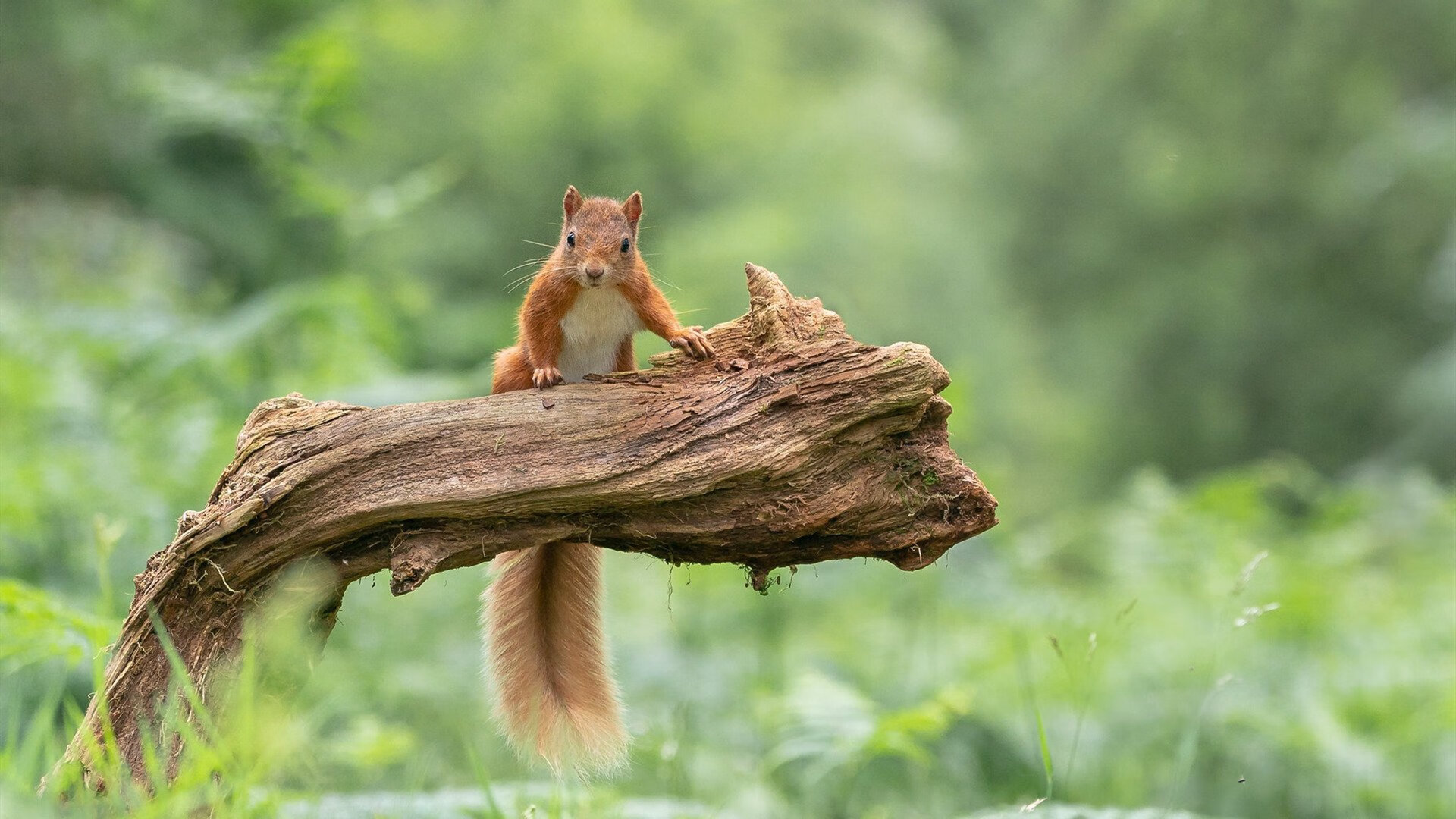 乐鱼app-跳水高台项目突尼斯执行到位，超高台跳水